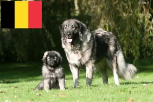 Mehr über den Artikel erfahren Šarplaninac Züchter und Welpen in Belgien