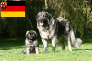 Mehr über den Artikel erfahren Šarplaninac Züchter und Welpen in Rheinland-Pfalz