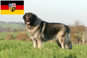 Mehr über den Artikel erfahren Šarplaninac Züchter und Welpen im Saarland