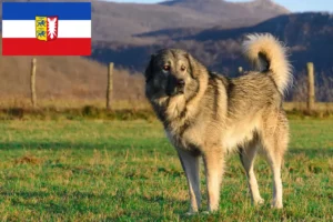 Mehr über den Artikel erfahren Šarplaninac Züchter und Welpen in Schleswig-Holstein