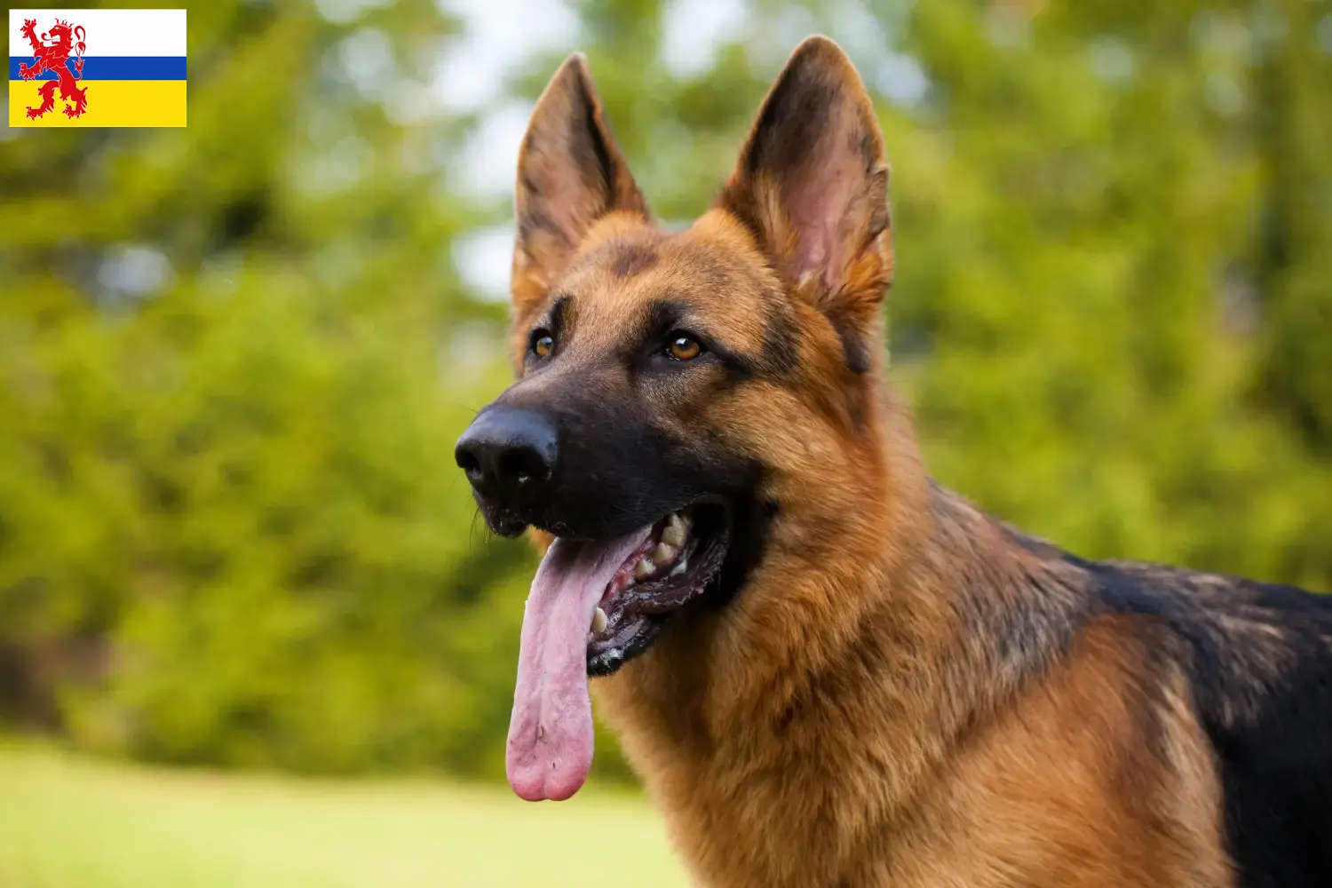 Schäferhund Welpen und Züchter Limburg Hier findest Du Schäferhunde Züchter in Limburg.