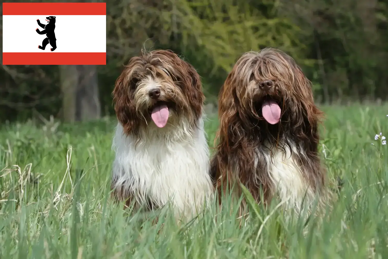 Schapendoes Welpen und Züchter Berlin Hier findest Du Schapendoes Züchter in Berlin.
