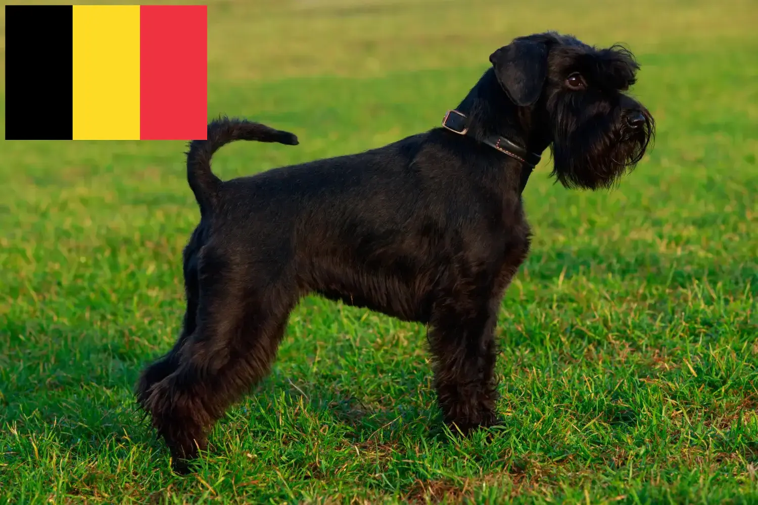 Schnauzer Welpen und Züchter Belgien Hier findest Du Schnauzer Züchter in Belgien.