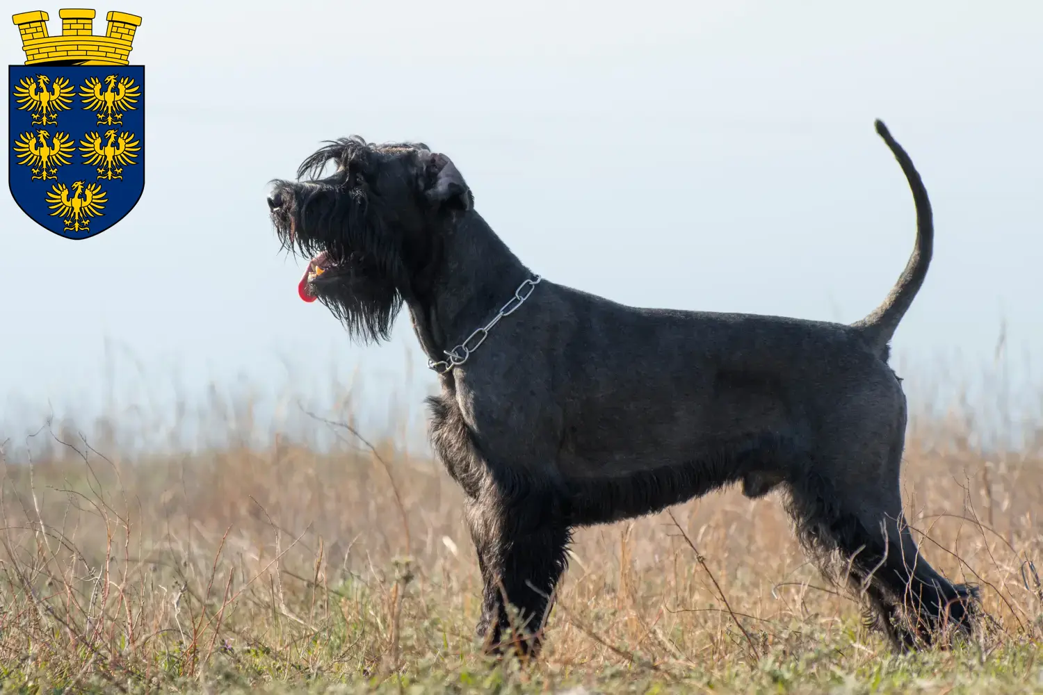Schnauzer Welpen und Züchter Niederösterreich Hier findest Du Schnauzer Züchter in Niederösterreich.
