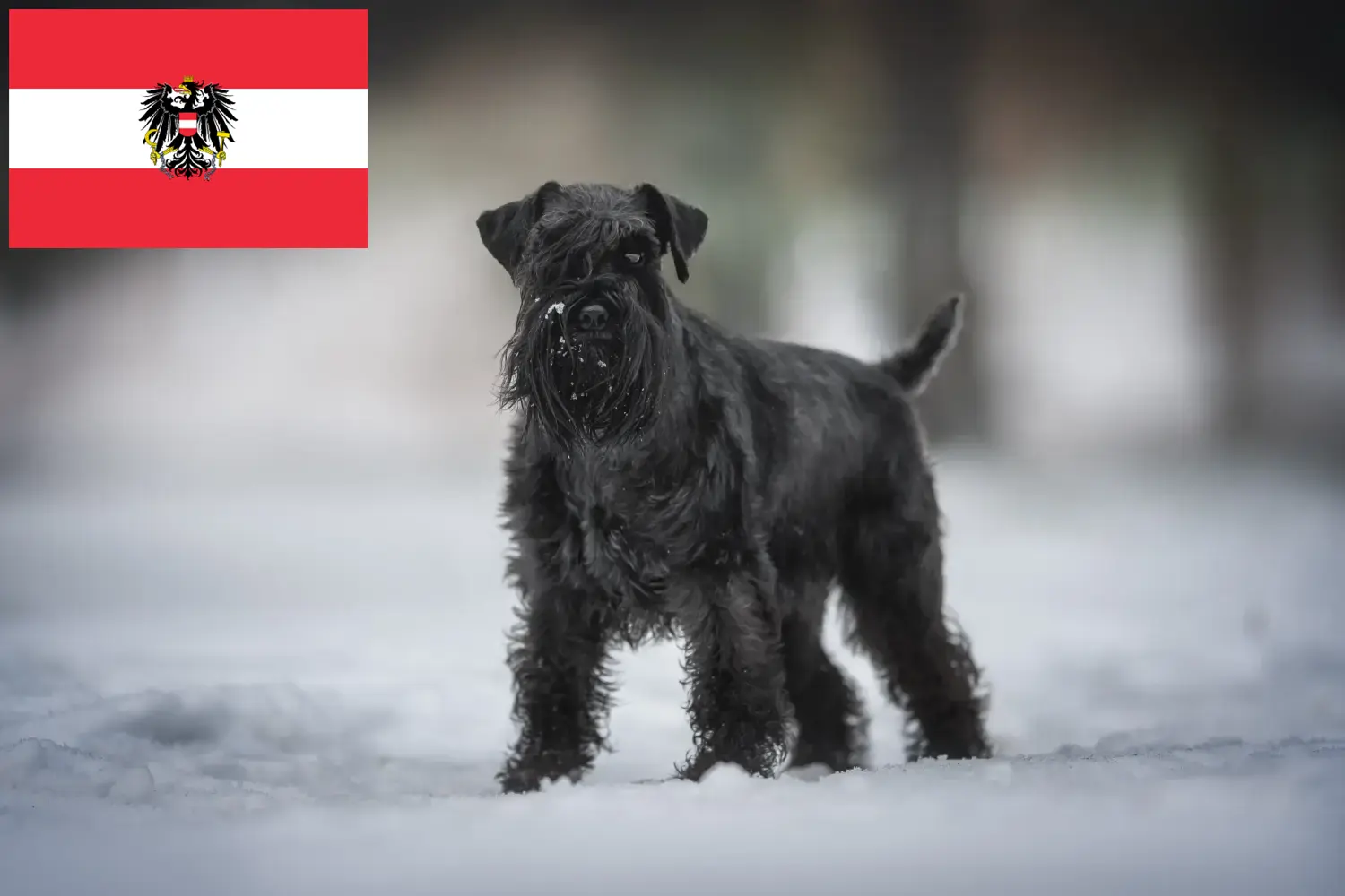 Schnauzer Welpen und Züchter Österreich Hier findest Du Schnauzer Züchter in Österreich.