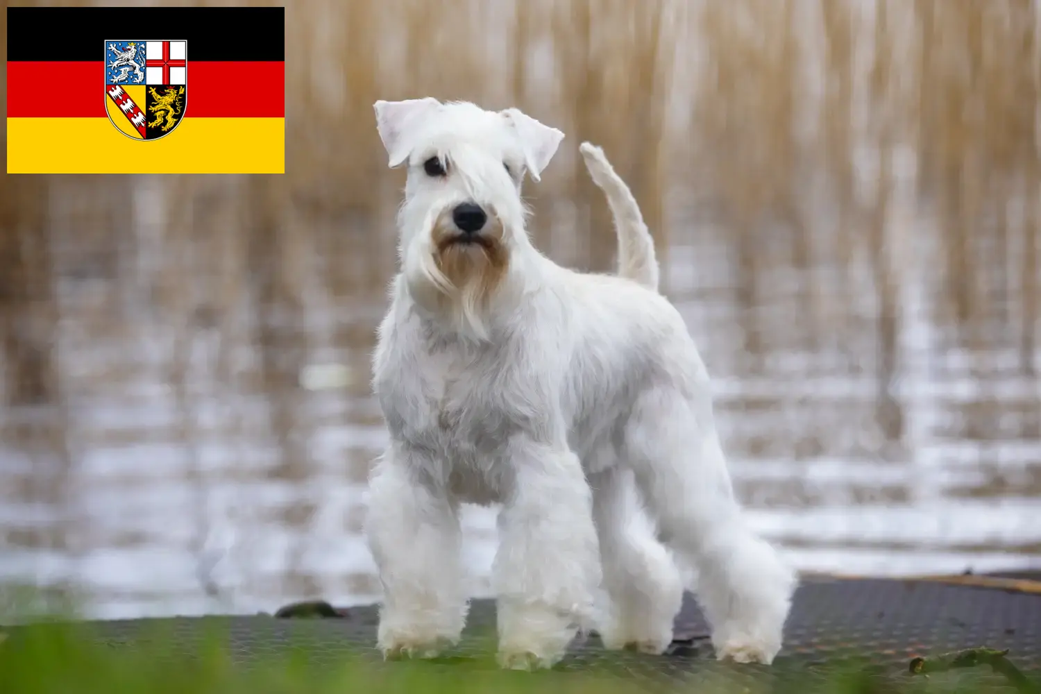 Schnauzer Welpen und Züchter Saarland Hier findest Du Schnauzer Züchter im Saarland.
