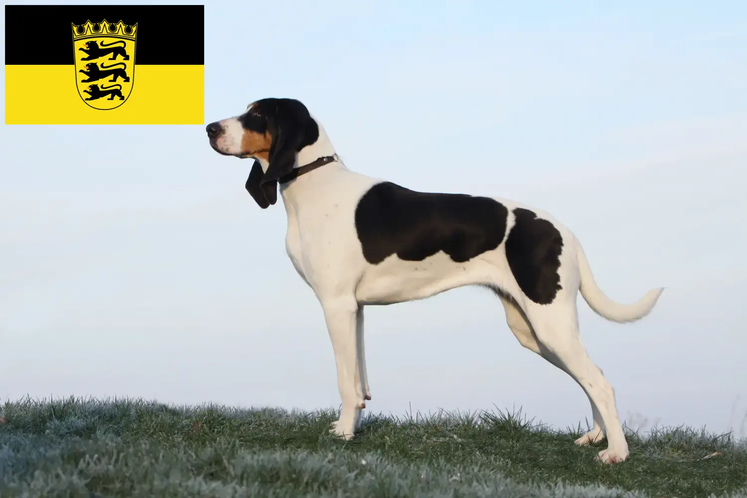 Schweizer Laufhund Welpen und Züchter Baden-Württemberg Hier findest Du Schweizer Laufhunde Züchter in Baden-Württemberg.