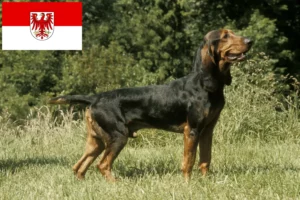 Mehr über den Artikel erfahren Schweizer Laufhund Züchter und Welpen in Brandenburg