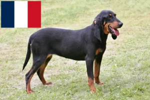 Mehr über den Artikel erfahren Schweizer Laufhund Züchter und Welpen in Frankreich