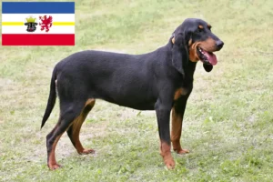 Mehr über den Artikel erfahren Schweizer Laufhund Züchter und Welpen in Mecklenburg-Vorpommern
