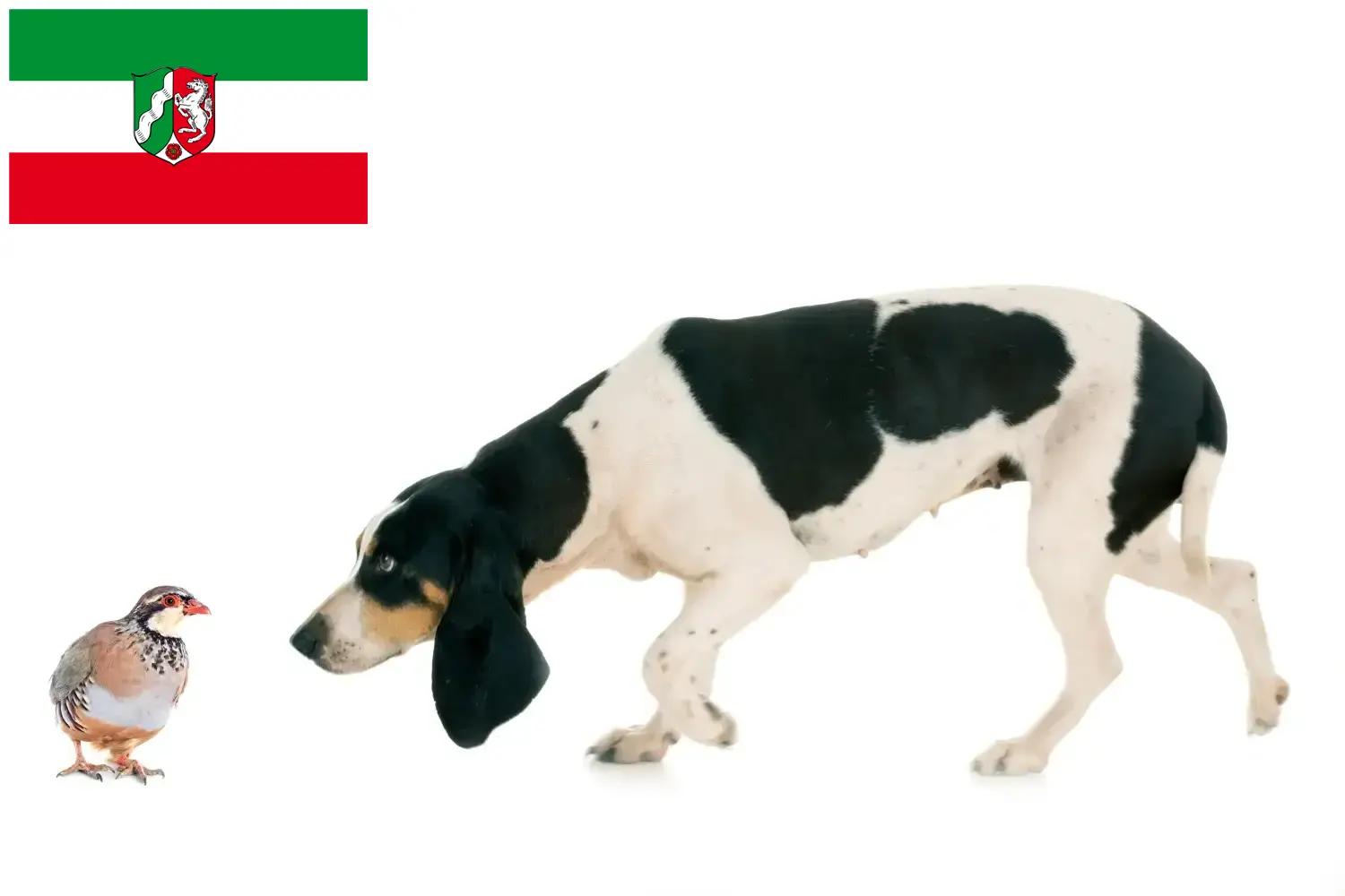 Schweizer Laufhund Welpen und Züchter Nordrhein-Westfalen Hier findest Du Schweizer Laufhunde Züchter in Nordrhein-Westfalen.