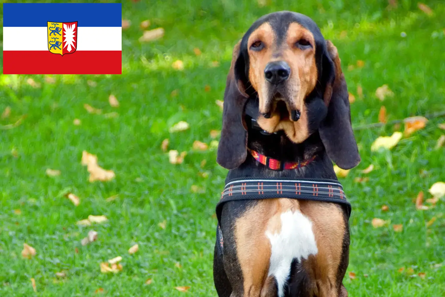 Schweizer Laufhund Welpen und Züchter Schleswig-Holstein Hier findest Du Schweizer Laufhunde Züchter in Schleswig-Holstein.