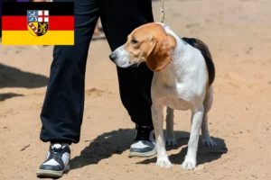 Mehr über den Artikel erfahren Schweizer Niederlaufhund Züchter und Welpen im Saarland