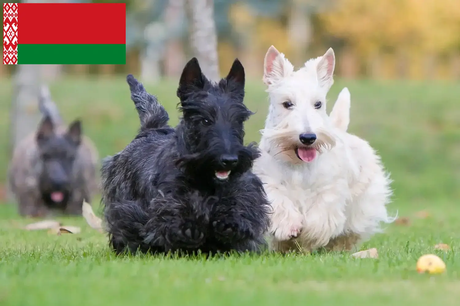Scottish Terrier Welpen und Züchter Belarus Hier findest Du Scottish Terrier Züchter in Belarus.