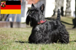 Mehr über den Artikel erfahren Scottish Terrier Züchter und Welpen in Rheinland-Pfalz