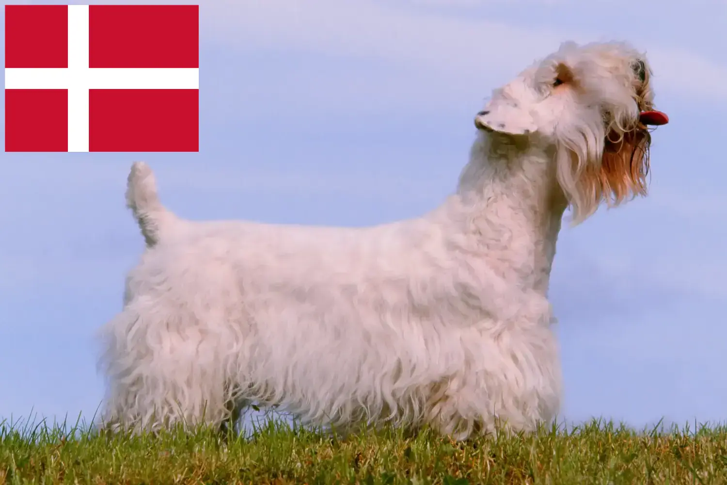 Sealyham Terrier Welpen und Züchter Dänemark Hier findest Du Sealyham Terrier Züchter in Dänemark.