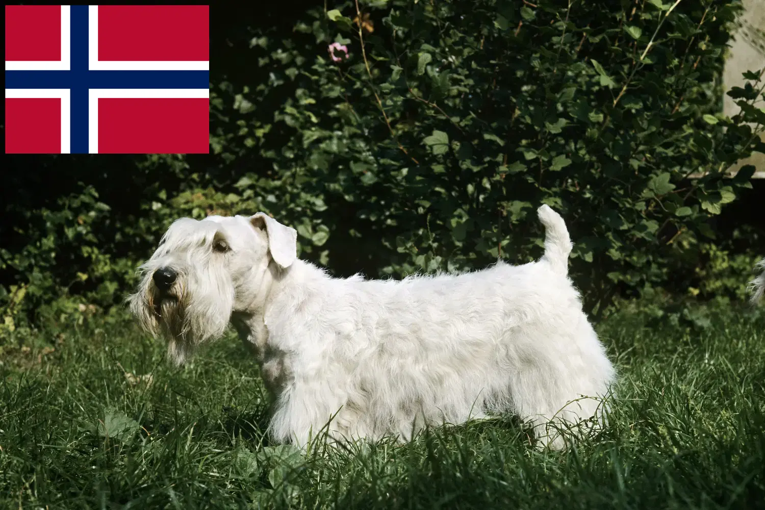 Sealyham Terrier Welpen und Züchter Norwegen Hier findest Du Sealyham Terrier Züchter in Norwegen.