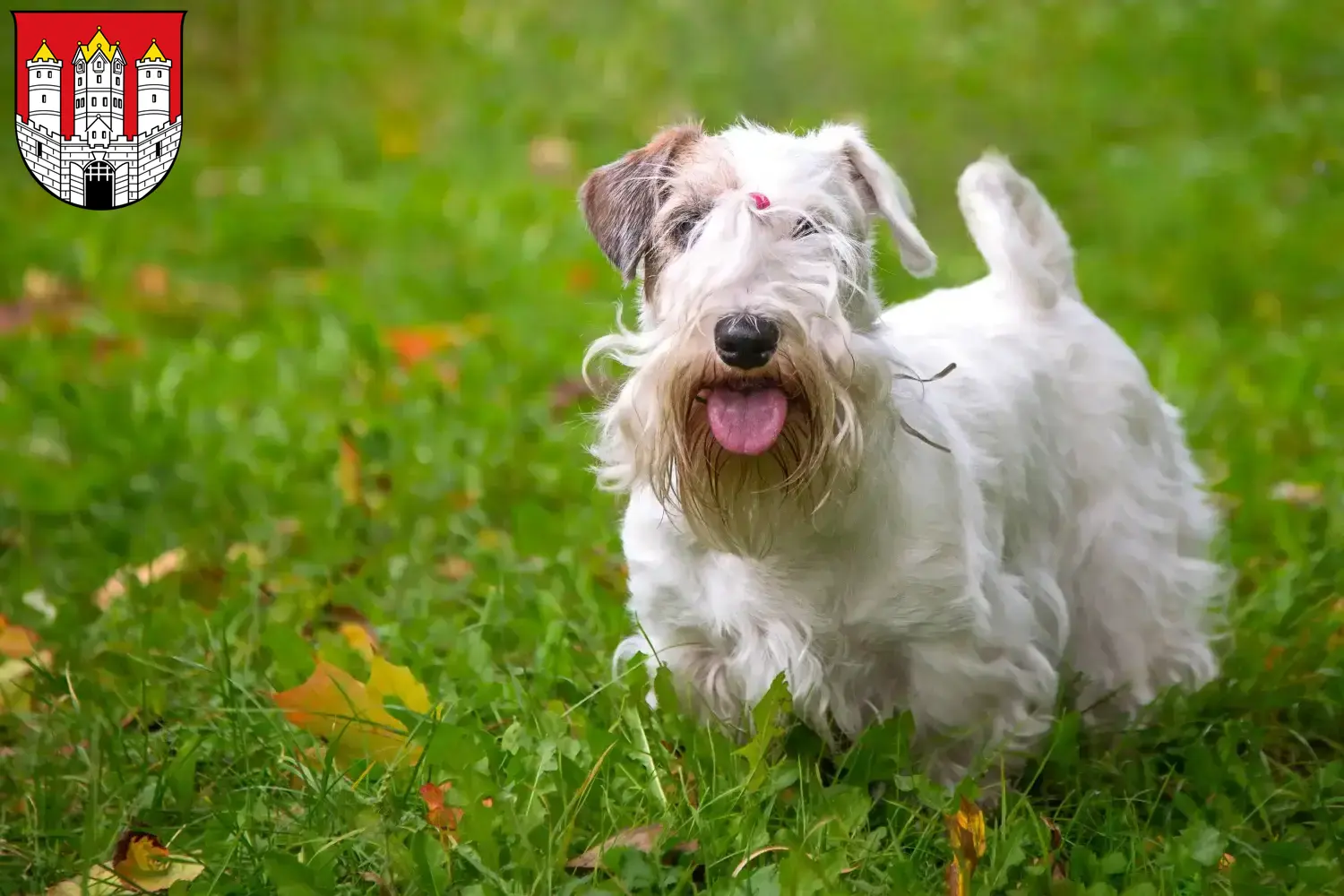Sealyham Terrier Welpen und Züchter Salzburg Hier findest Du Sealyham Terrier Züchter in Salzburg.