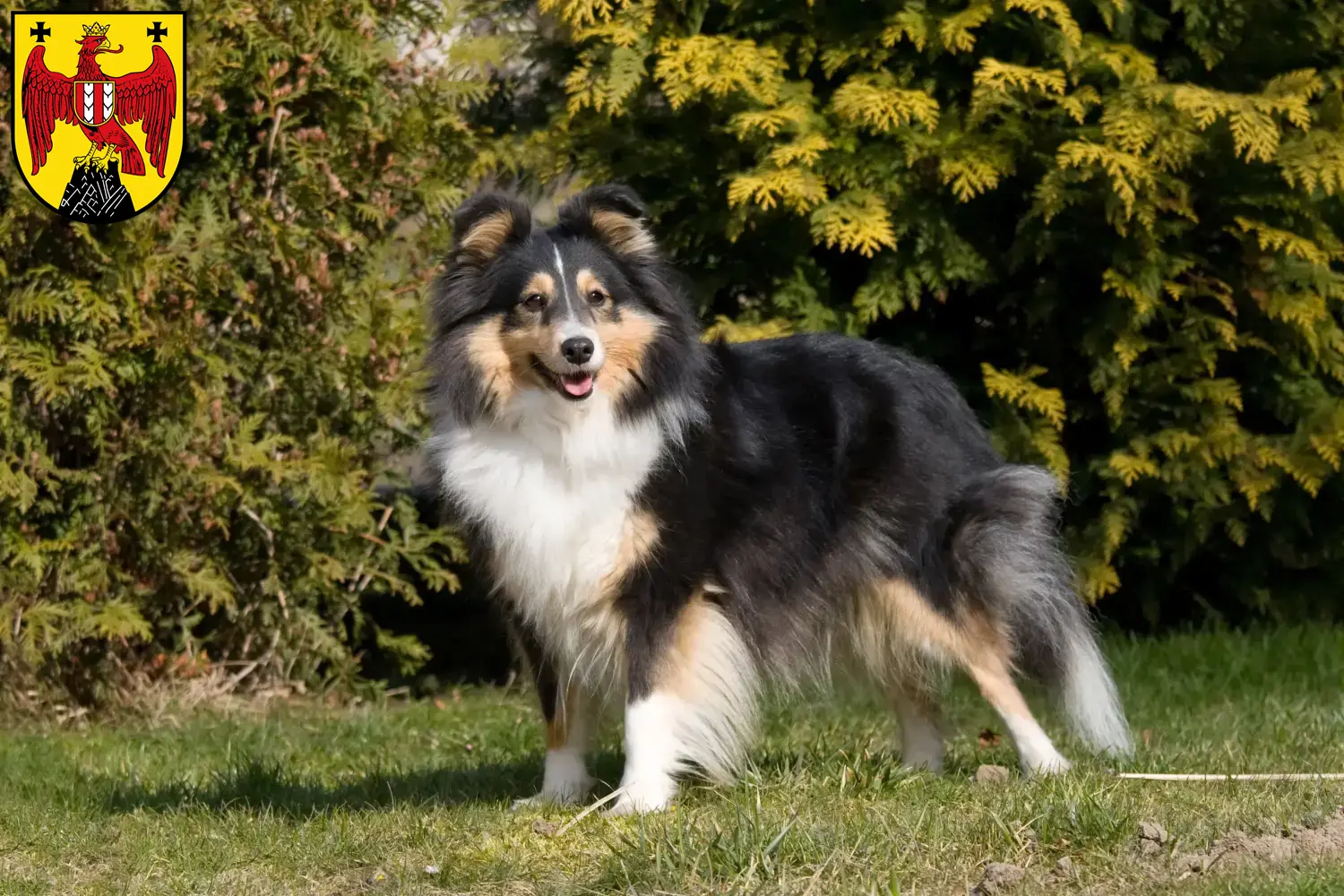 Sheltie Welpen und Züchter Burgenland Hier findest Du Shelties Züchter im Burgenland.