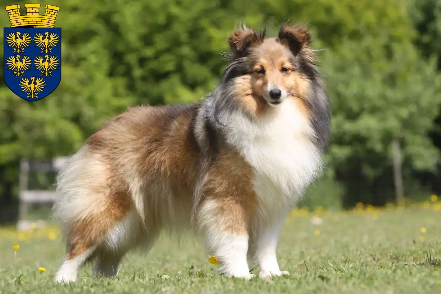 Sheltie Welpen und Züchter Niederösterreich Hier findest Du Shelties Züchter in Niederösterreich.