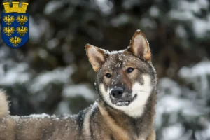 Mehr über den Artikel erfahren Shikoku Züchter und Welpen in Niederösterreich