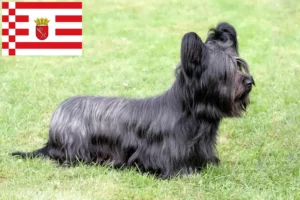 Mehr über den Artikel erfahren Skye Terrier Züchter und Welpen in Bremen