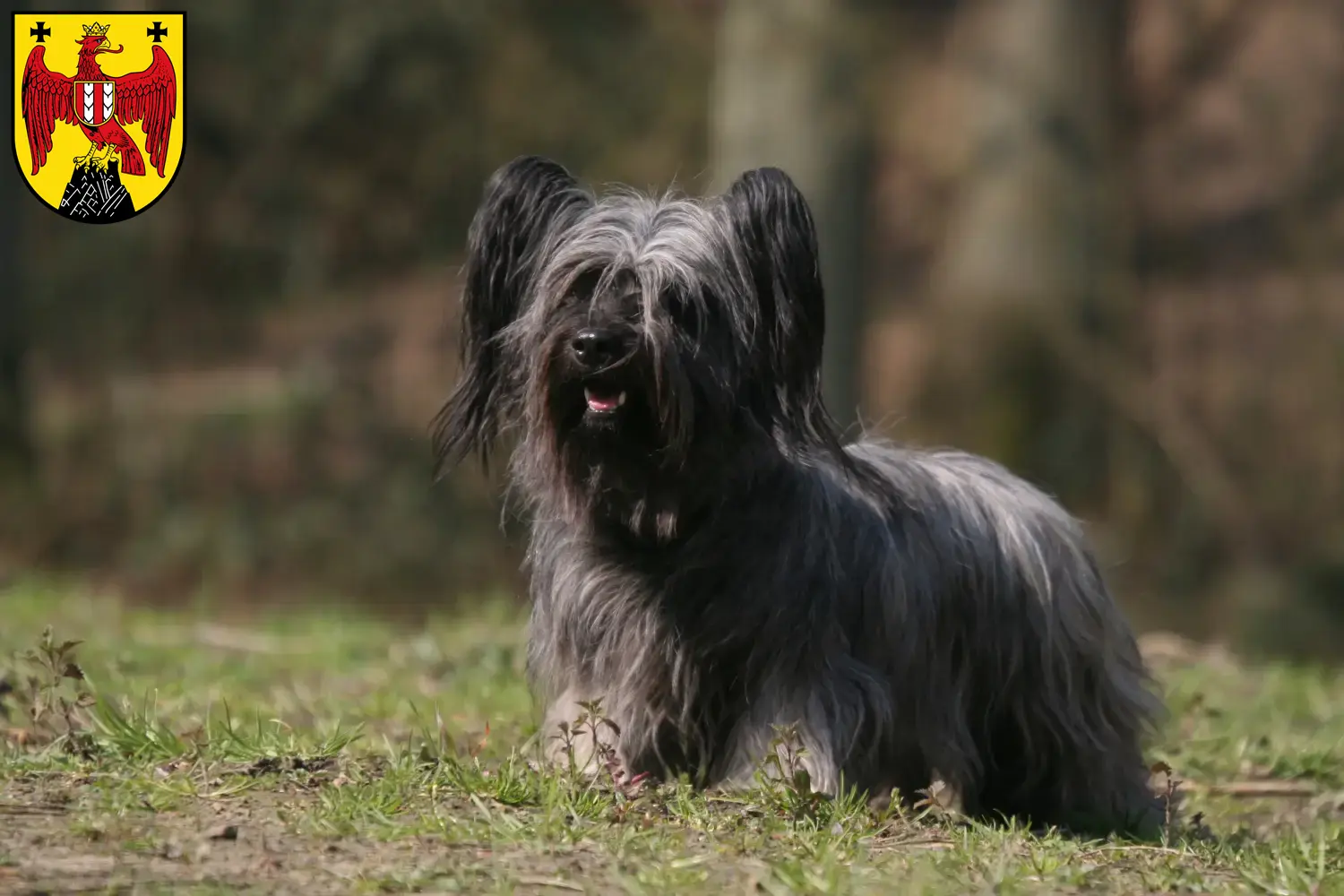 Skye Terrier Welpen und Züchter Burgenland Hier findest Du Skye Terrier Züchter im Burgenland.