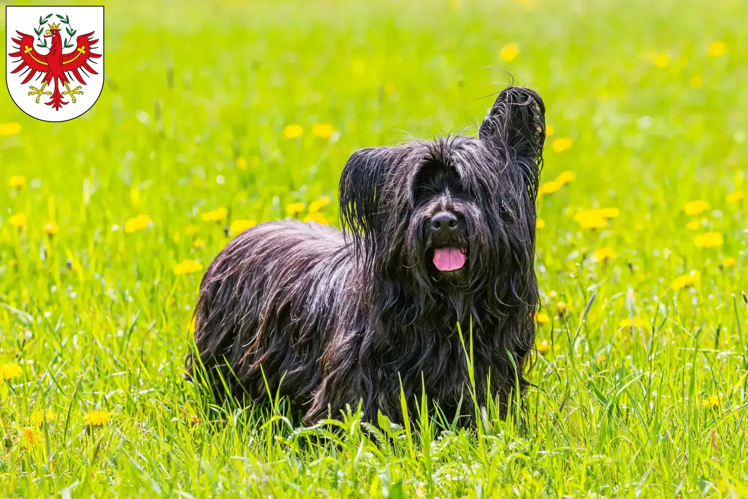 Skye Terrier Welpen und Züchter Tirol Hier findest Du Skye Terrier Züchter in Tirol.