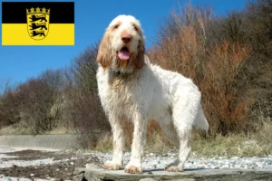 Mehr über den Artikel erfahren Spinone Italiano Züchter und Welpen in Baden-Württemberg