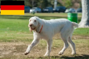 Mehr über den Artikel erfahren Spinone Italiano Züchter und Welpen in Deutschland