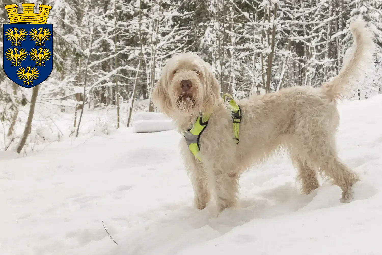 Spinone Italiano Welpen und Züchter Niederösterreich Hier findest Du Spinone Italianos Züchter in Niederösterreich.