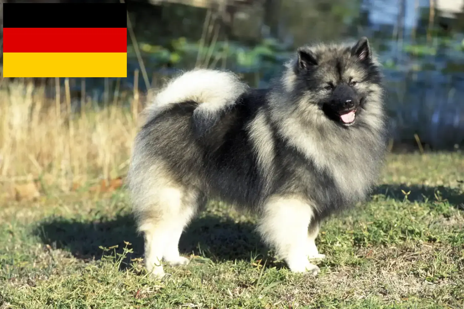 Spitz Welpen und Züchter Deutschland Hier findest Du Spitze Züchter in Deutschland.