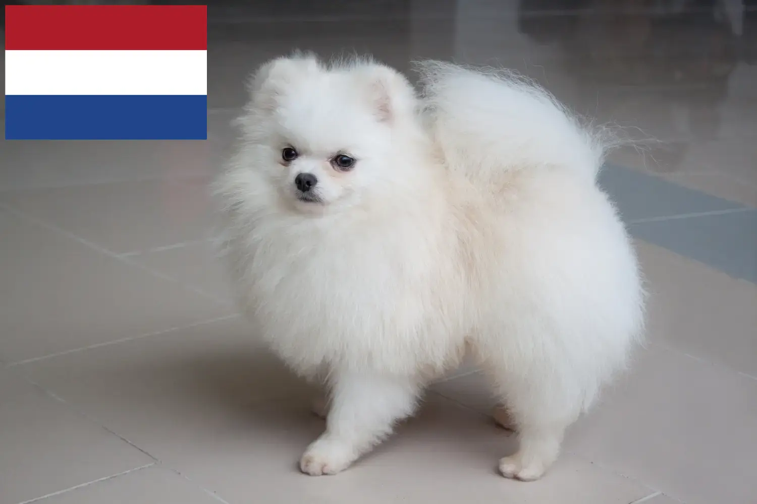 Spitz Welpen und Züchter Niederlande Hier findest Du Spitze Züchter in den Niederlanden.