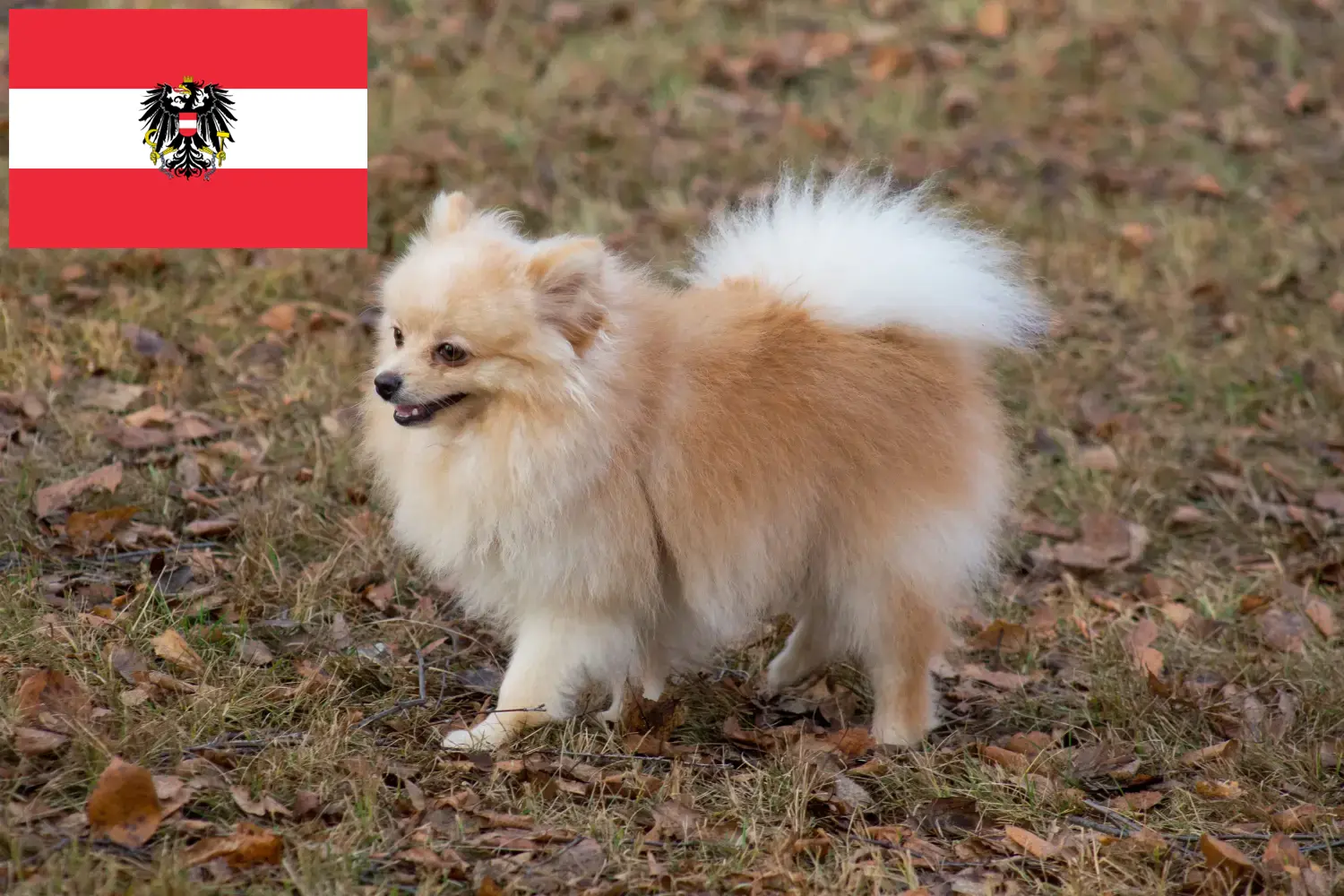 Spitz Welpen und Züchter Österreich Hier findest Du Spitze Züchter in Österreich.