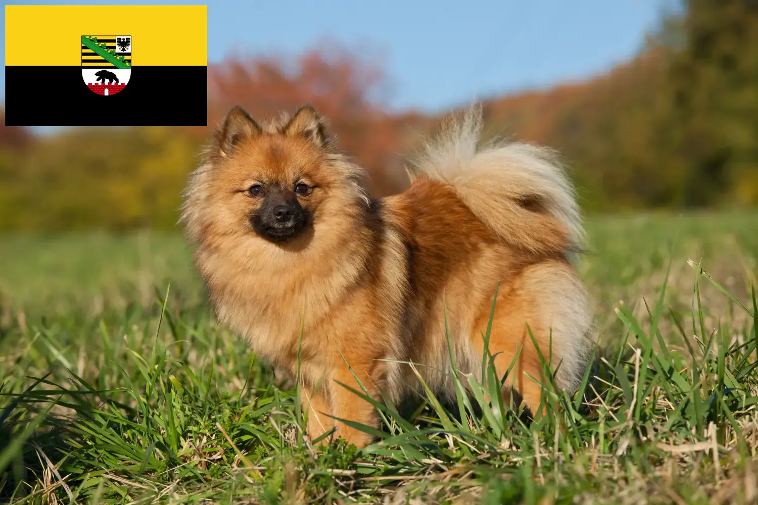 Spitz Welpen und Züchter Sachsen-Anhalt Hier findest Du Spitze Züchter in Sachsen-Anhalt.