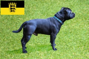 Mehr über den Artikel erfahren Staffordshire Bull Terrier Züchter und Welpen in Baden-Württemberg