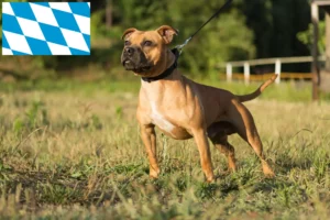 Mehr über den Artikel erfahren Staffordshire Bull Terrier Züchter und Welpen in Bayern