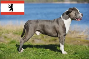 Mehr über den Artikel erfahren Staffordshire Bull Terrier Züchter und Welpen in Berlin
