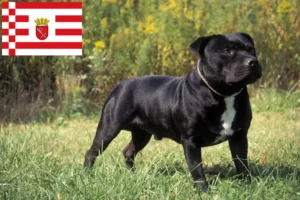 Mehr über den Artikel erfahren Staffordshire Bull Terrier Züchter und Welpen in Bremen