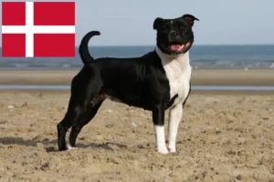 Mehr über den Artikel erfahren Staffordshire Bull Terrier Züchter und Welpen in Dänemark