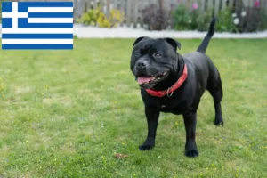 Mehr über den Artikel erfahren Staffordshire Bull Terrier Züchter und Welpen in Griechenland