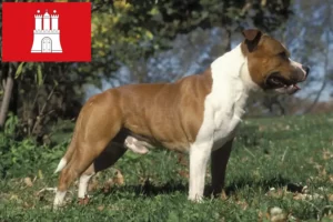 Mehr über den Artikel erfahren Staffordshire Bull Terrier Züchter und Welpen in Hamburg