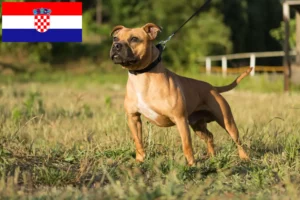 Mehr über den Artikel erfahren Staffordshire Bull Terrier Züchter und Welpen in Kroatien