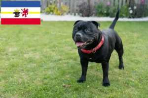 Mehr über den Artikel erfahren Staffordshire Bull Terrier Züchter und Welpen in Mecklenburg-Vorpommern