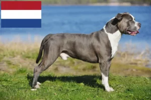 Mehr über den Artikel erfahren Staffordshire Bull Terrier Züchter und Welpen in den Niederlanden