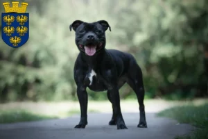 Mehr über den Artikel erfahren Staffordshire Bull Terrier Züchter und Welpen in Niederösterreich