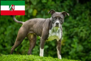 Mehr über den Artikel erfahren Staffordshire Bull Terrier Züchter und Welpen in Nordrhein-Westfalen