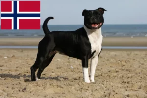 Mehr über den Artikel erfahren Staffordshire Bull Terrier Züchter und Welpen in Norwegen