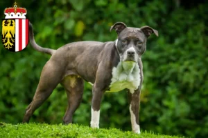 Mehr über den Artikel erfahren Staffordshire Bull Terrier Züchter und Welpen in Oberösterreich