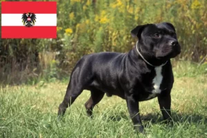Mehr über den Artikel erfahren Staffordshire Bull Terrier Züchter und Welpen in Österreich